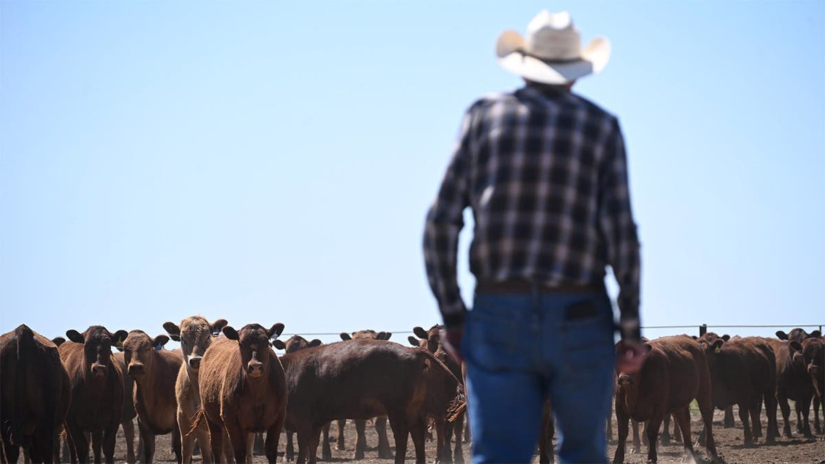 A rancher observes a group of heifers