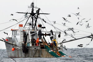 NOAA report finds Gulf of Maine warming slowed, but ecosystem unstable