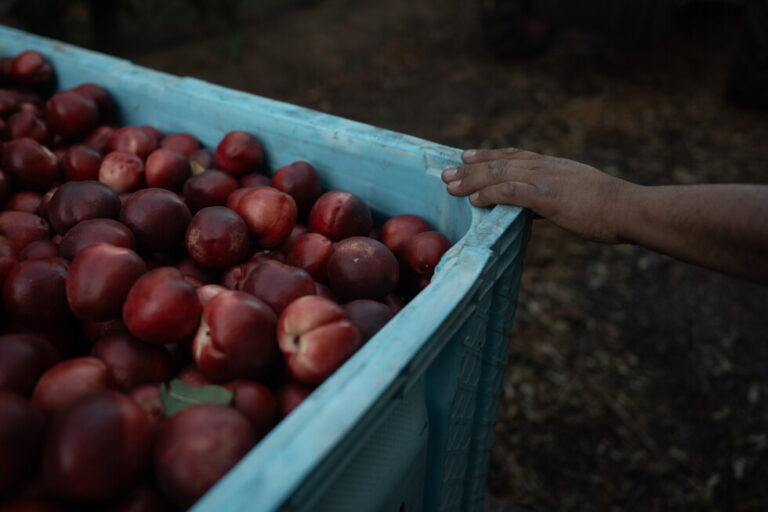 A California farmer gives away free nectarines amid a dispute over exclusive rights, in photos