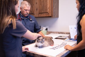 New World screwworm cases in Texas and New Mexico spark pet safety warnings