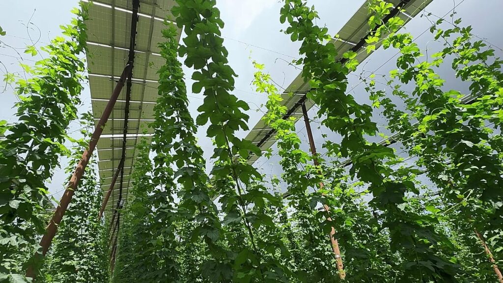 ‘Excellent profit’: Meet the Bavarian hop farmer securing his harvest and income with solar ‘hats’