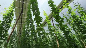‘Excellent profit’: Meet the Bavarian hop farmer securing his harvest and income with solar ‘hats’