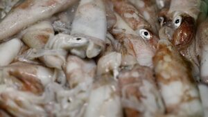 More squid and octopus in the North Sea: What’s behind the boom?