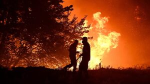 What should the EU prioritise to tackle wildfires? Take our poll