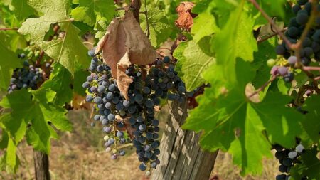 Grape harvest in Hungary’s Villány wine region down 30% due to drought