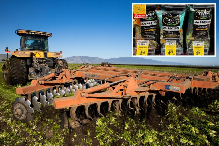 California farmers destroy perfect lettuce crops amid outbreak of explosive diarrhea parasite