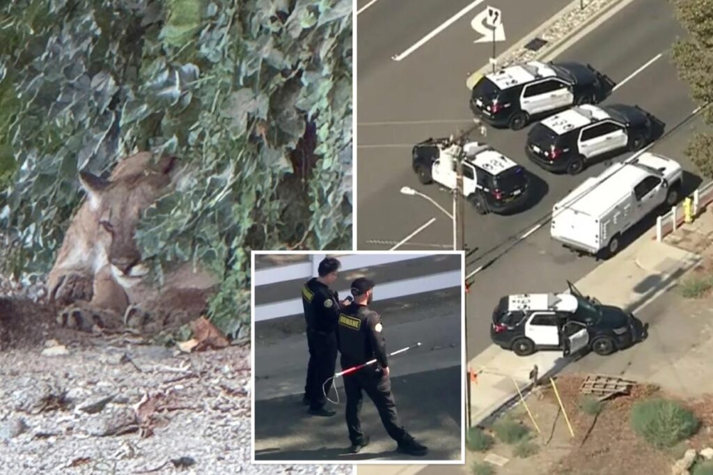 Chilled-out mountain lion leads to lockdown of SoCal neighborhood: ‘Just trying to relax’