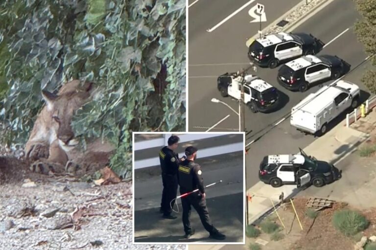 Chilled-out mountain lion leads to lockdown of SoCal neighborhood: ‘Just trying to relax’
