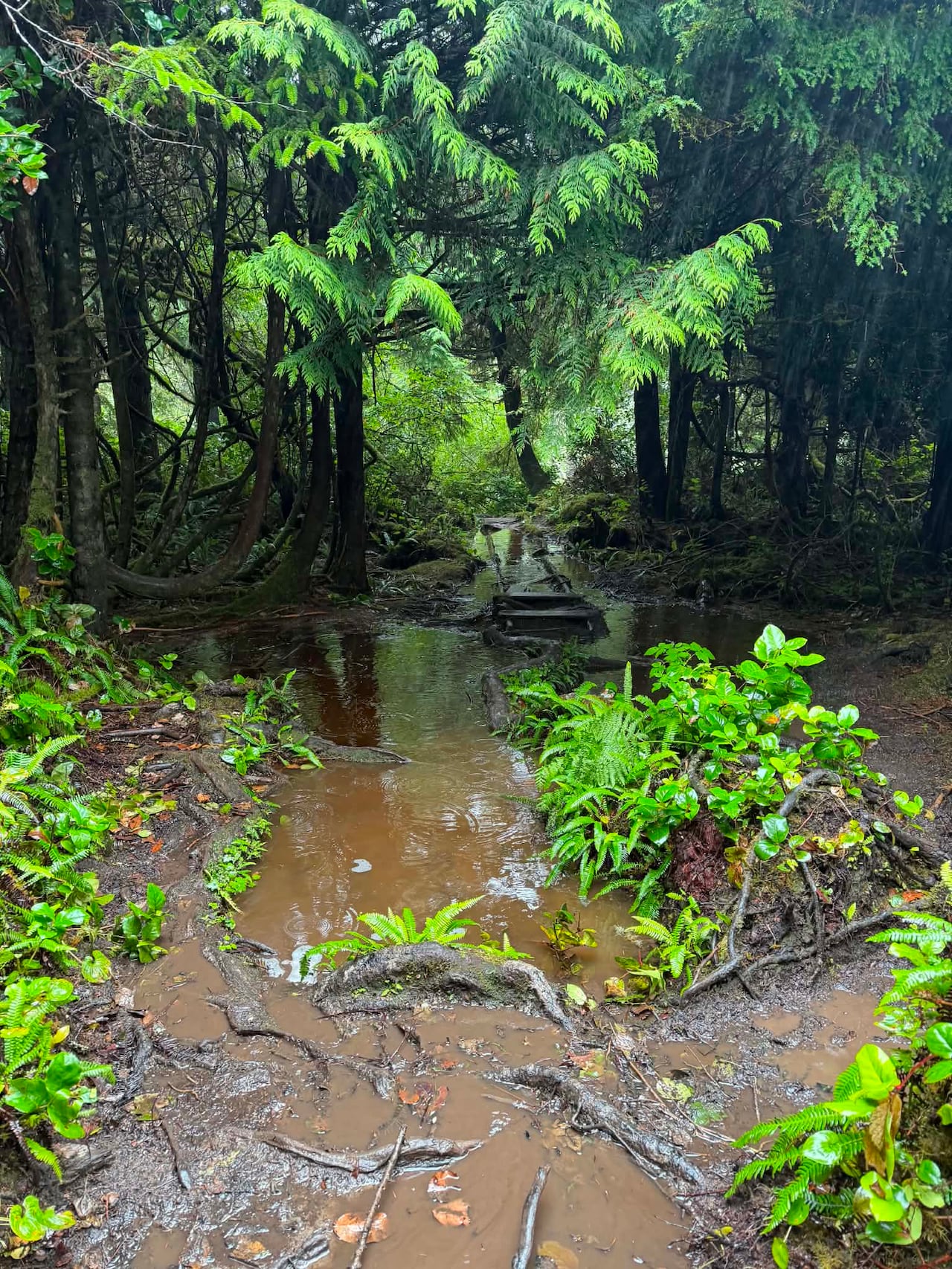 a very water logged path