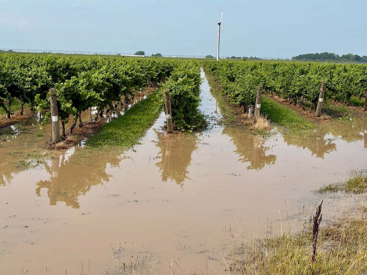 A flooded vineyard is shown.