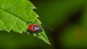 Tick-borne ‘rabbit fever’ spreads with cases reported near major metro area