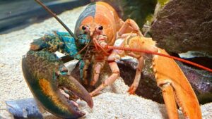 One in 50 million: Oscar the two-coloured lobster lands in N.S. aquarium