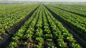 FDA widens cyclospora outbreak investigation to six more states as confirmed cases top 6,000