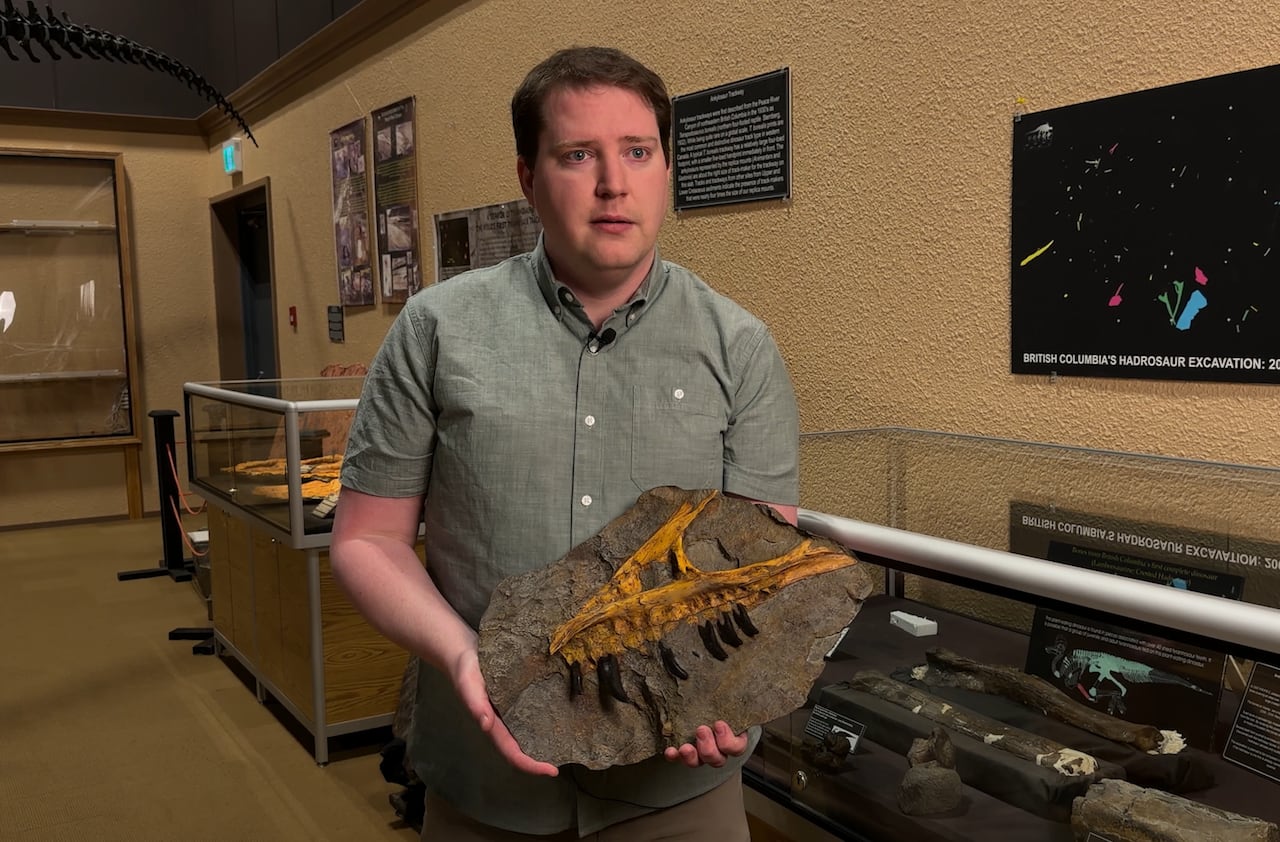 A man in a grey-green shirt holds a fossilized tyrannosaur jaw bone outlined in orange and black colouring.