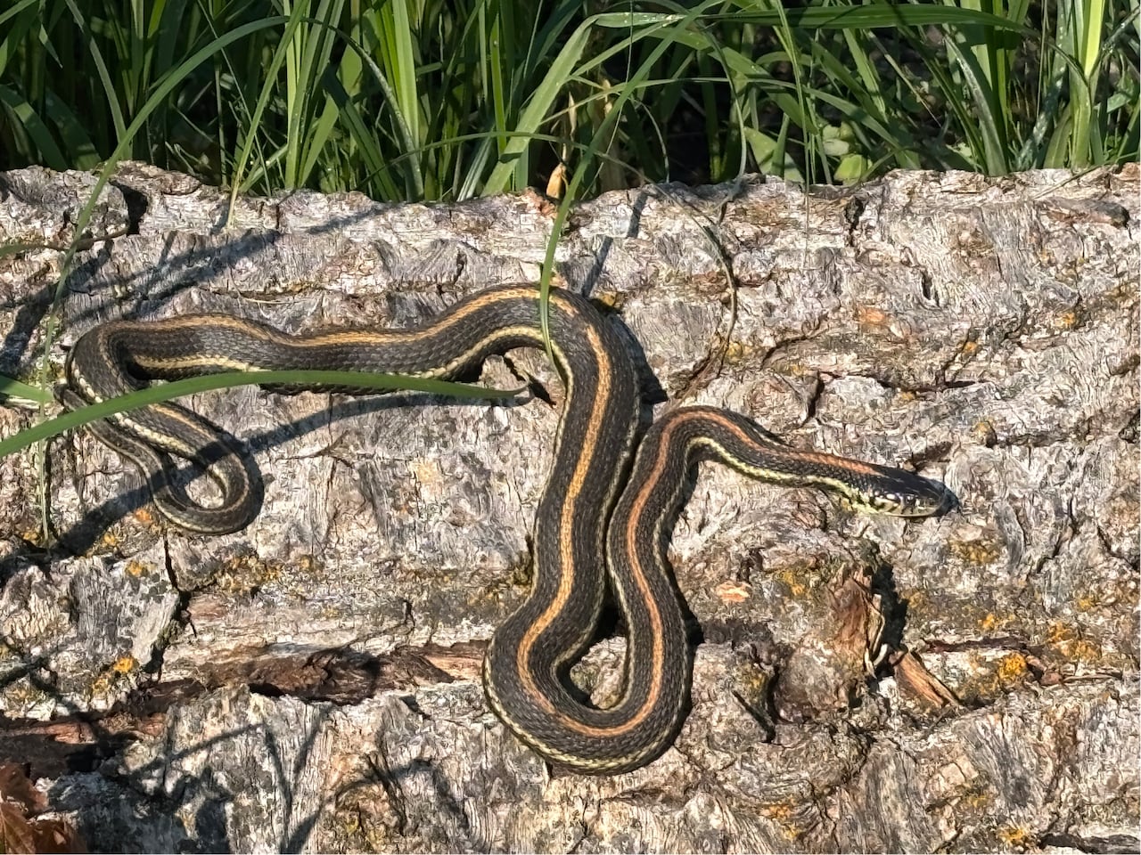 A brown plains garter snake with orange and yellow stripes running down its body sits on a rock. Green grass is seen in the background.