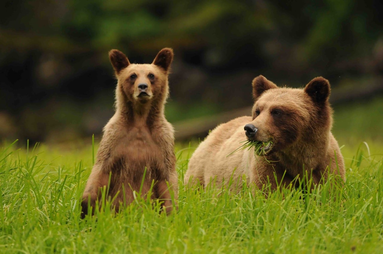 A small bear raises its ears next to a large grizzly bear chewing grass.