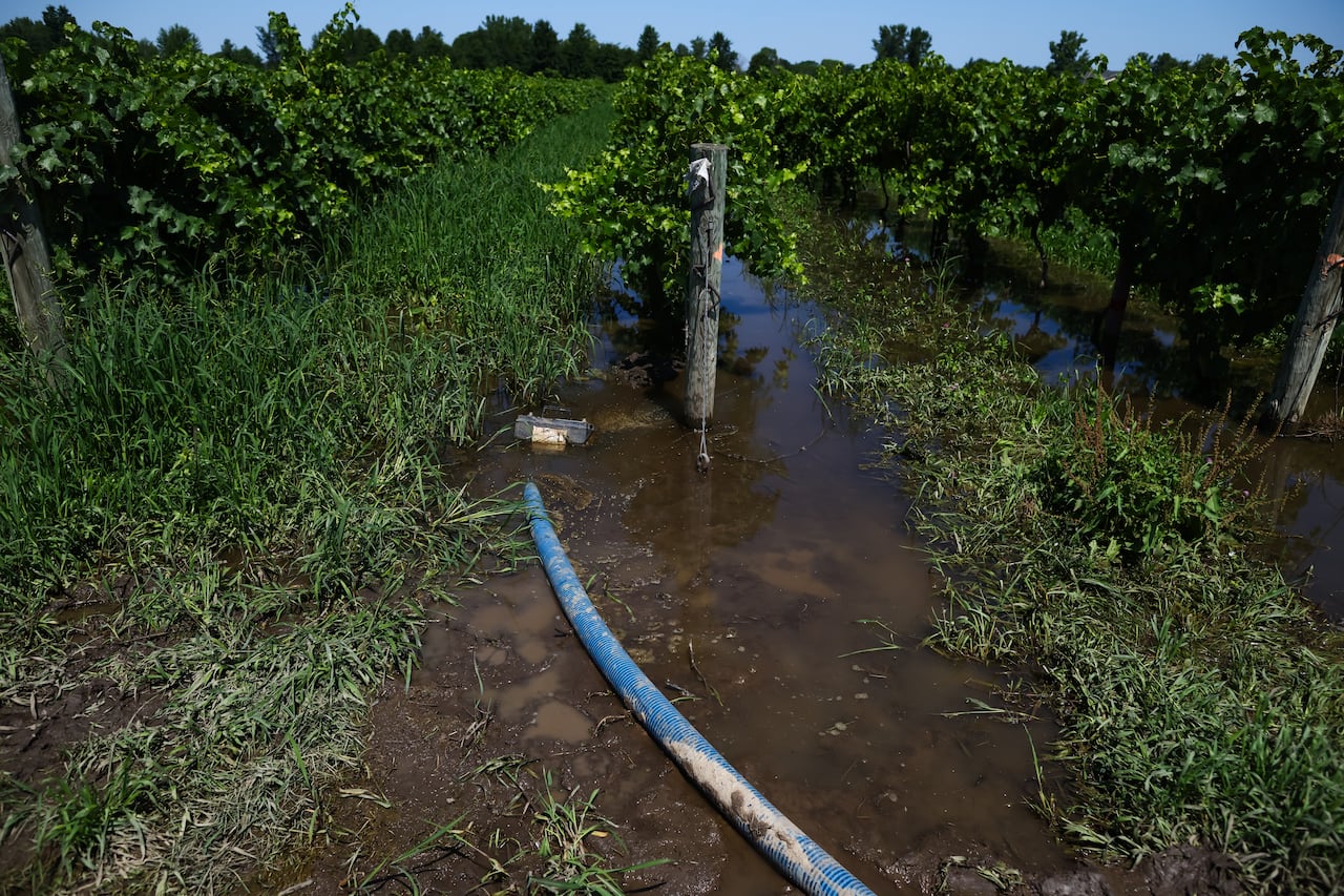 Floodwaters are seen Wednesday between the rows of grape vines at Zabek Vineyards in Niagara-on-the-lake following the flash floods.