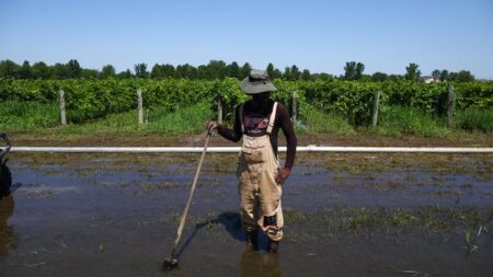 ‘Flooded, absolutely flooded,’ Ontario winemaker says after extreme rain hammers Niagara towns, vineyards
