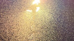 Moth madness at Pasadena festival symptom of spruce budworm battle in N.L.