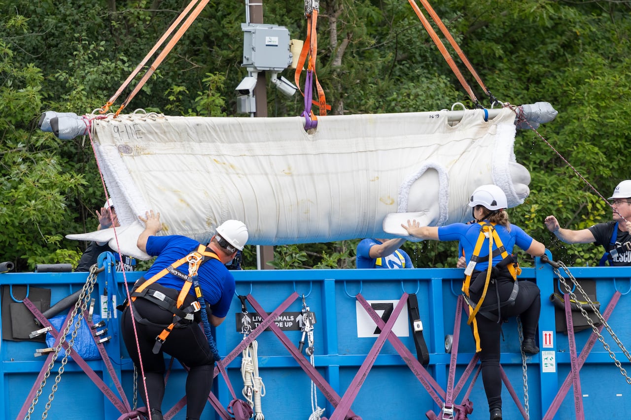 A whale is suspended in a sling while people in harnesses below work to lower it into a container.