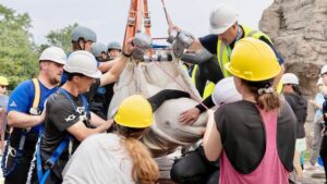 4 of 6 belugas shipped from Marineland arrive safely at Chicago aquarium