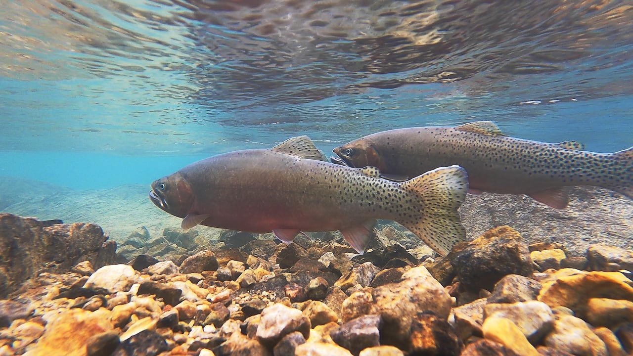 A fish swimming through water.
