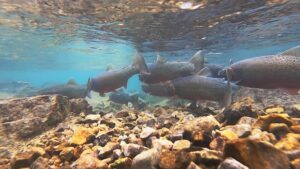 Parks Canada finding success in reviving threatened fish species in Banff