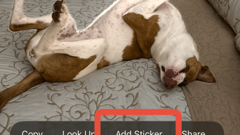 A brown and white dog on a bed.