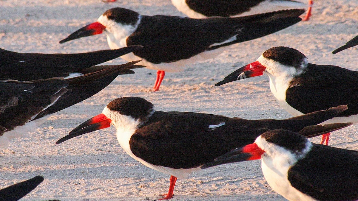 Black skimmers laying eggs on the beach.
