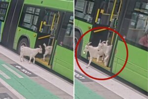 Two sneaky goats try to hitch a ride on public Portland bus during busy morning commute: video