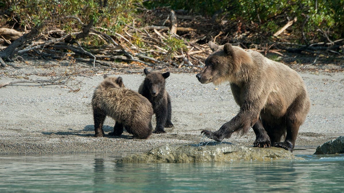 Brown bear sow and cub play along the shore of Lake Crescent in Alaska.