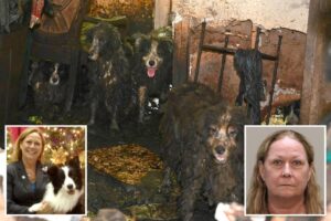 Dozens of poop-covered Border Collies rescued from Florida house of horrors get fresh start at animal shelter: ‘Signs of joy and healing’