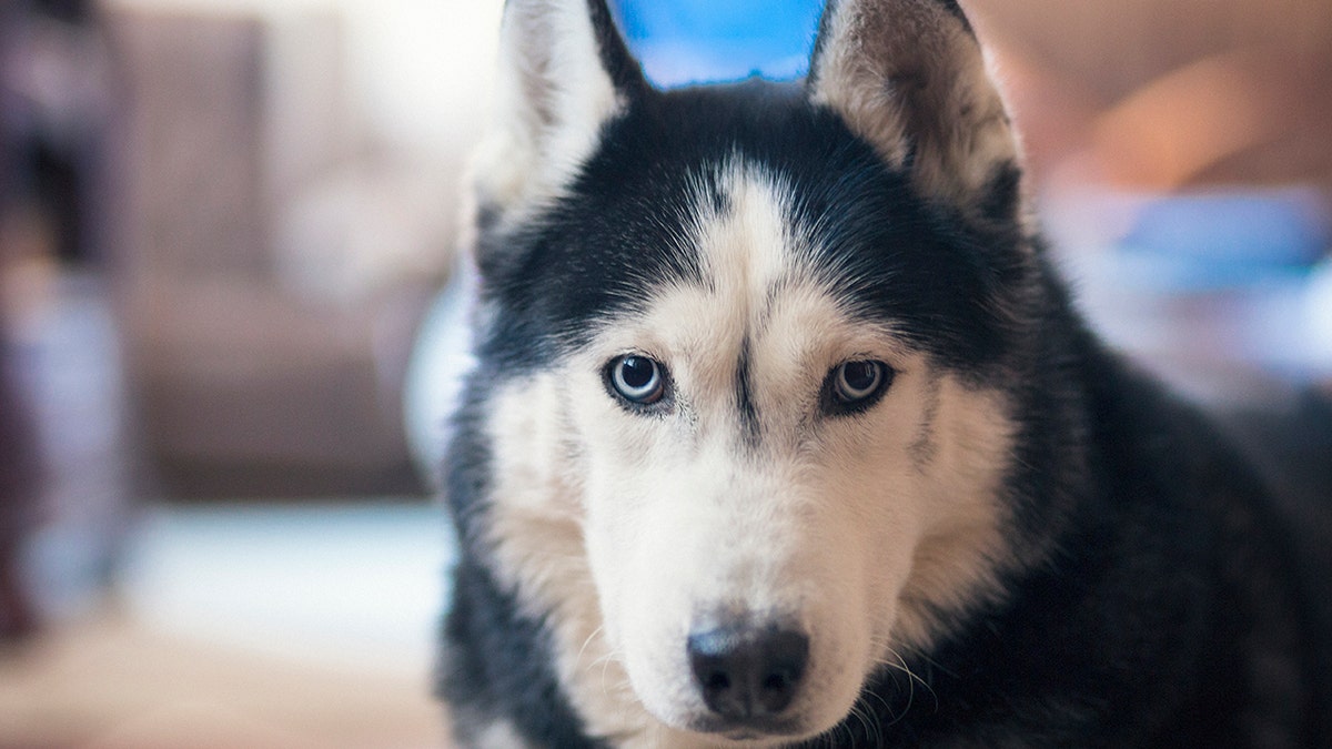 FILE — Dogs pose the biggest threat to residents living in Alaska.