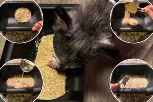 The Honest Kitchen review: feeding a ruthless, toothless 14-year-old dog