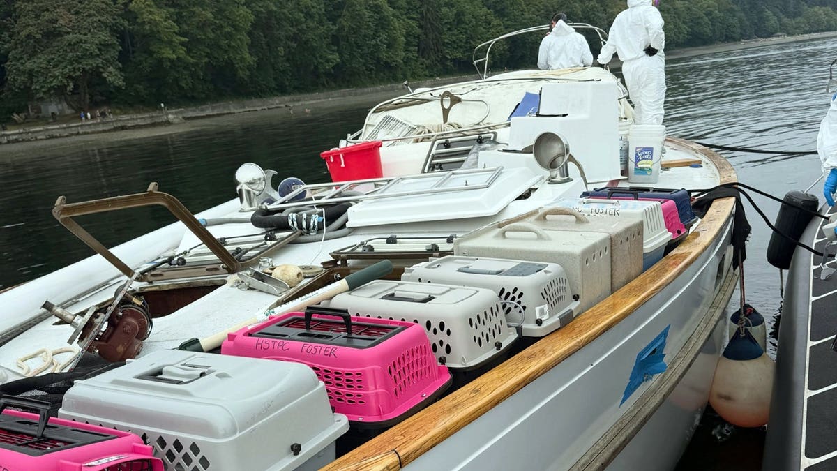 60 cats and kittens from a 40-foot sailboat anchored off Owens Beach in Washington