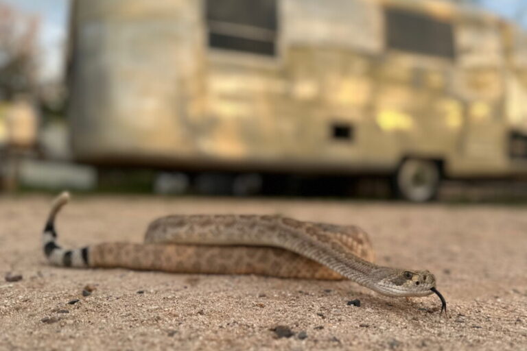 Dogs are being trained to avoid venomous snakes