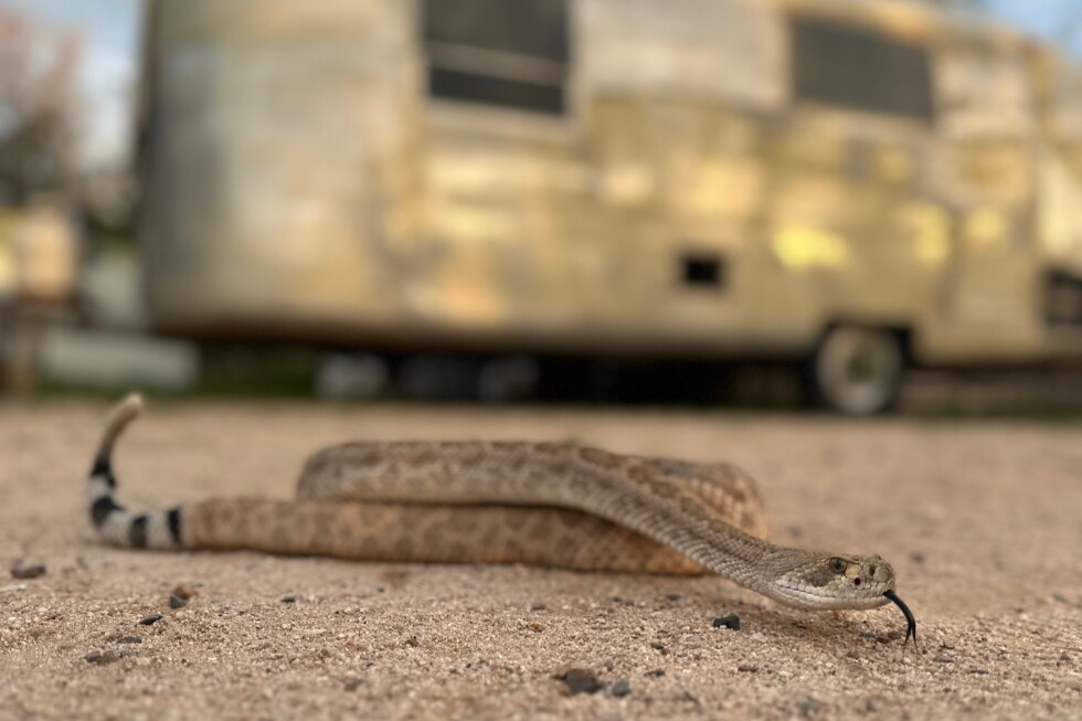 Dogs are being trained to avoid venomous snakes