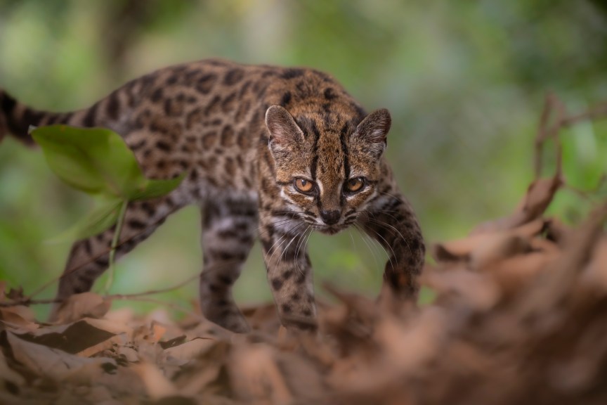 Leopardus tilcayo prowls in a forest.