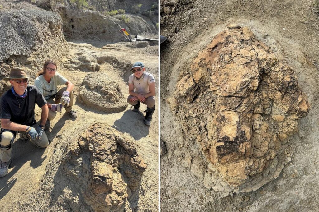 US archaeologists unearth first footprints of running T-Rex: ‘Incredibly rare’