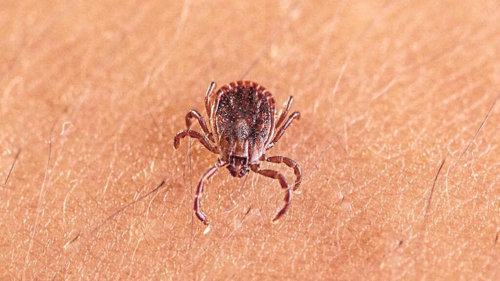 Scientists discover new tick-borne virus after testing thousands of patients with mysterious illnesses