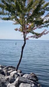 VideoVideoWhere does the name Lake Ontario come from?6 hours ago