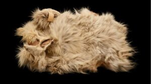 The only known woolly dog pelt has returned to Canada. It’s a ‘powerful moment’ for Indigenous communities