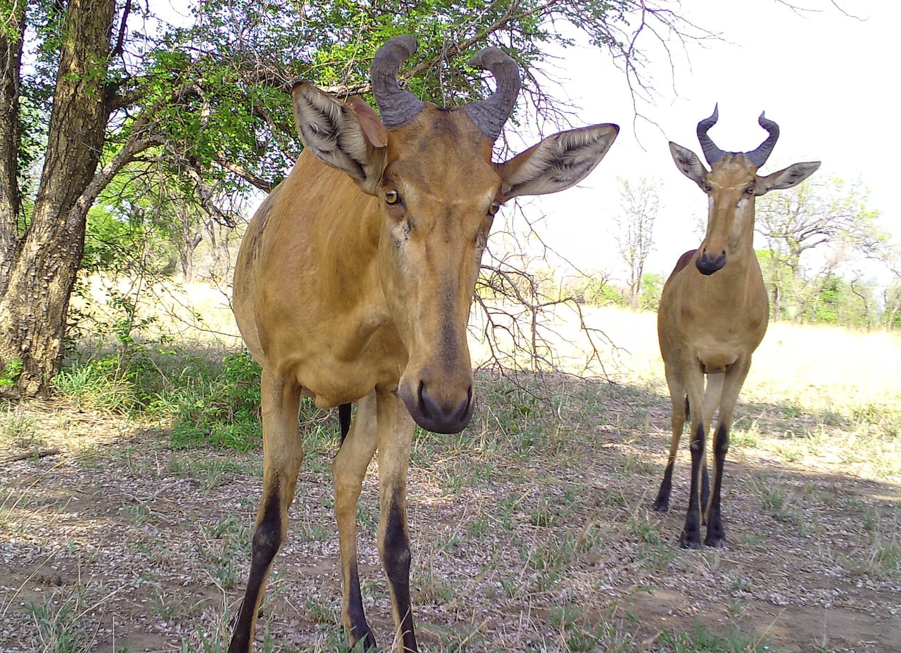 Two horned animals stare at a camera.
