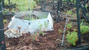 Bears, caribou and other animals are messing with this researcher’s equipment, and he’s got photos to prove it