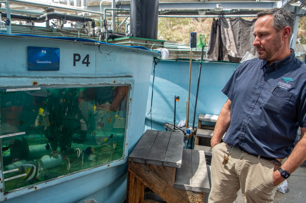 How the Aquarium of the Pacific scrambled to save hundreds of sea creatures
